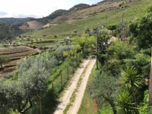 Douro vegetation